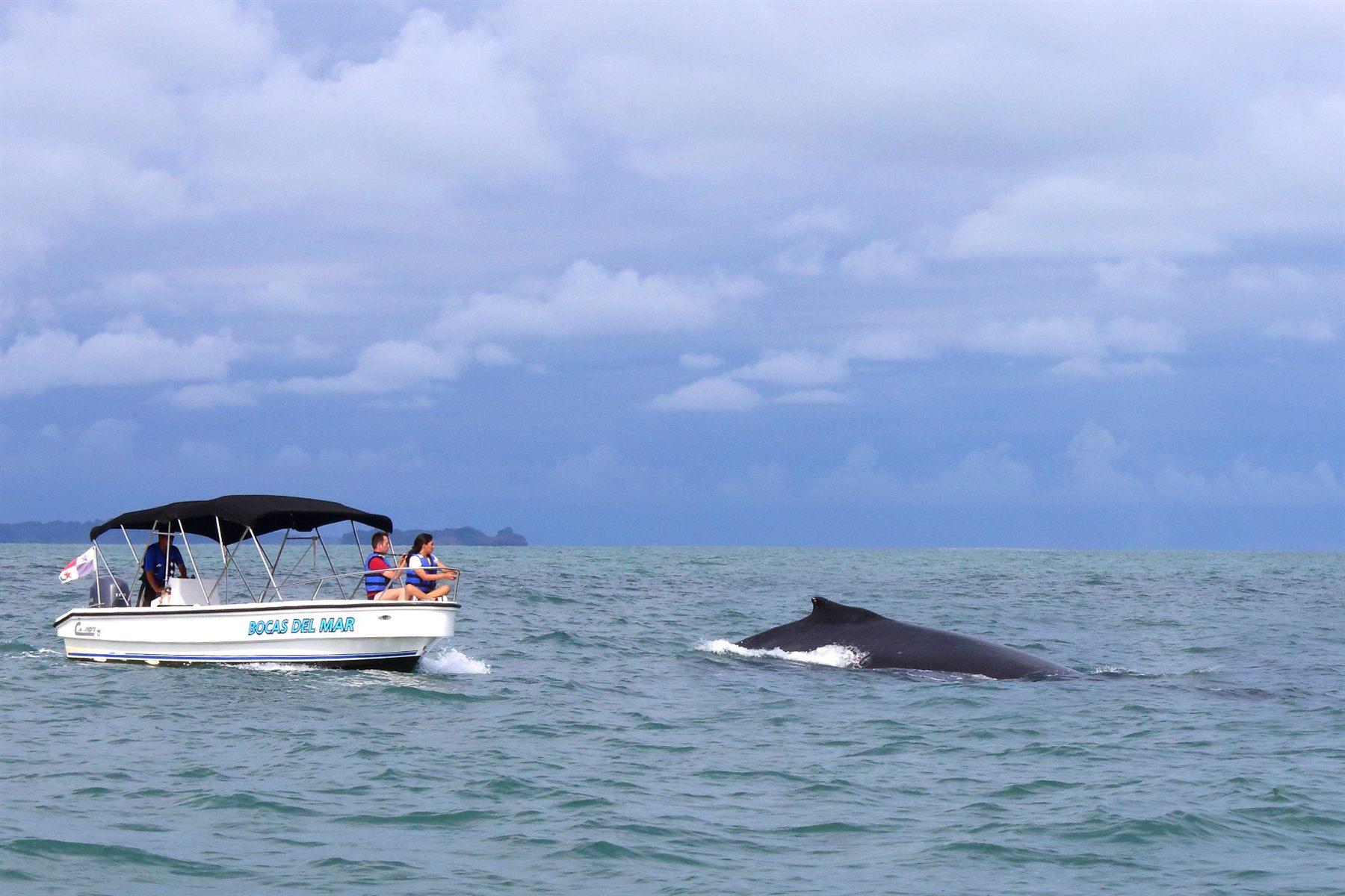 Private boat excursions year-round, with whale spotting between July and October